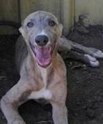Greenhounds Get The Green Light From Pet Owners